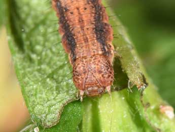  Chenille de Rhoptria asperaria Hb. - Philippe Mothiron