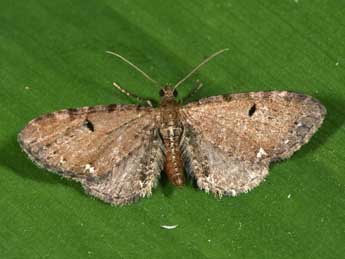 Eupithecia assimilata Dbld. adulte - ©Philippe Mothiron