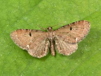 Eupithecia assimilata Dbld. adulte - ©Philippe Mothiron