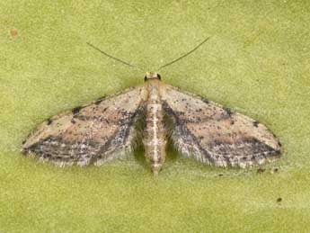 Idaea attenuaria Rbr adulte - ©Philippe Mothiron