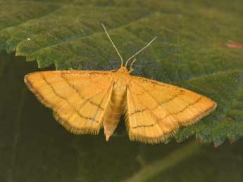 Idaea aureolaria D. & S. adulte - Philippe Mothiron