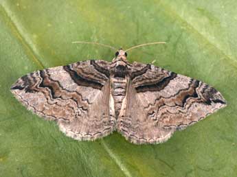 Pareulype berberata D. & S. adulte - Philippe Mothiron