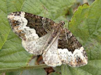 Euphyia biangulata Hw. adulte - Lionel Taurand