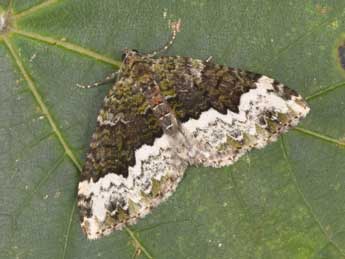 Euphyia biangulata Hw. adulte - Philippe Mothiron