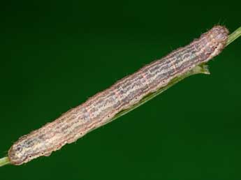  Chenille de Euphyia biangulata Hw. - Kimmo Silvonen