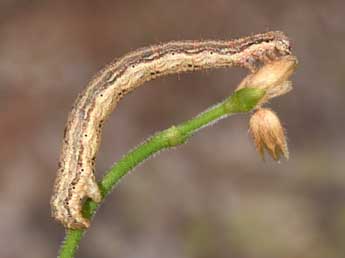  Chenille de Euphyia biangulata Hw. - ©Philippe Mothiron