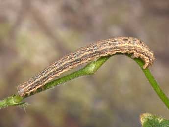  Chenille de Euphyia biangulata Hw. - Philippe Mothiron