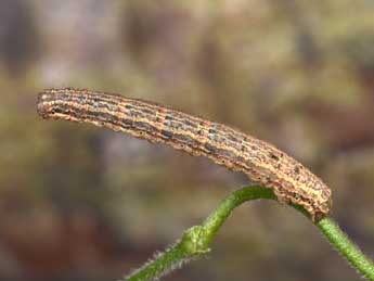  Chenille de Euphyia biangulata Hw. - Philippe Mothiron