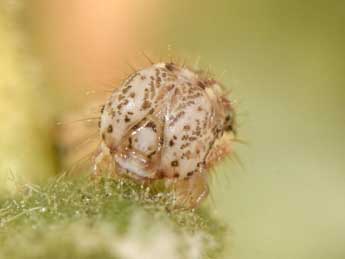  Chenille de Euphyia biangulata Hw. - ©Philippe Mothiron