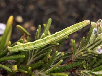  Chenille de Perigune binaevata Mab. - ©Daniel Morel