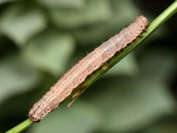  Chenille de Scotopteryx bipunctaria D. & S. - ©Paolo Mazzei