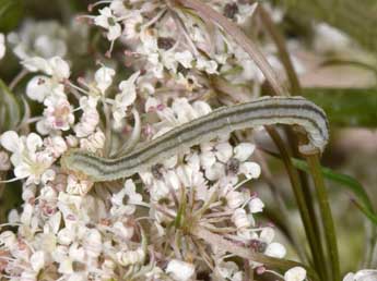  Chenille de Eupithecia breviculata Donz. - ©Philippe Mothiron