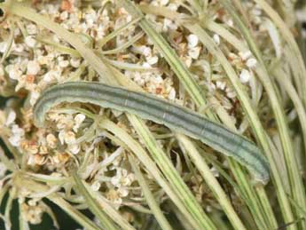  Chenille de Eupithecia breviculata Donz. - ©Philippe Mothiron