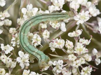  Chenille de Eupithecia breviculata Donz. - Philippe Mothiron