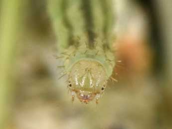  Chenille de Eupithecia breviculata Donz. - ©Philippe Mothiron