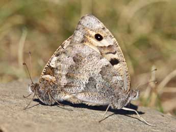 Chazara briseis L. adulte - ©Lionel Taurand