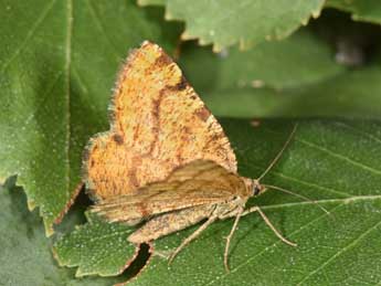 Macaria brunneata Thnbg adulte - ©Philippe Mothiron