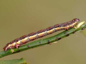  Chenille de Macaria brunneata Thnbg - ©Jeroen Voogd