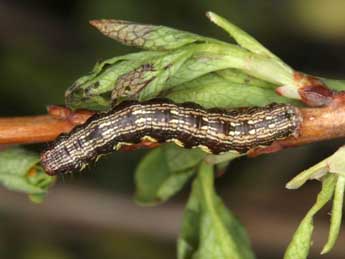  Chenille de Macaria brunneata Thnbg - ©Wolfgang Wagner, www.pyrgus.de