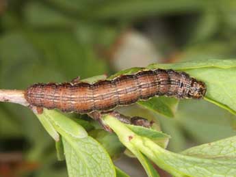  Chenille de Macaria brunneata Thnbg - Wolfgang Wagner, www.pyrgus.de