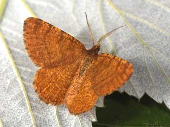 Macaria brunneata Thnbg adulte - Philippe Mothiron