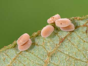  Oeuf de Macaria brunneata Thnbg - ©Philippe Mothiron