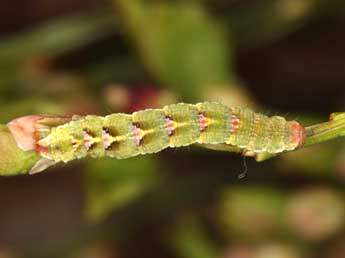  Chenille de Entephria caesiata D. & S. - Wolfgang Wagner, www.pyrgus.de