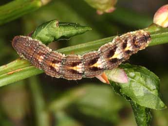  Chenille de Entephria caesiata D. & S. - Wolfgang Wagner, www.pyrgus.de