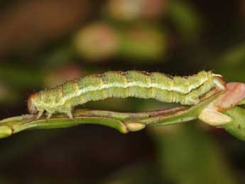  Chenille de Entephria caesiata D. & S. - Wolfgang Wagner, www.pyrgus.de