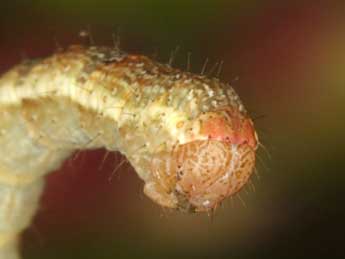  Chenille de Entephria caesiata D. & S. - Wolfgang Wagner, www.pyrgus.de