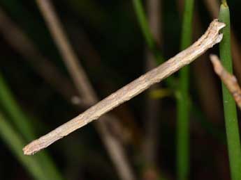  Chenille de Rhodostrophia calabra Petagna - ©Paolo Mazzei