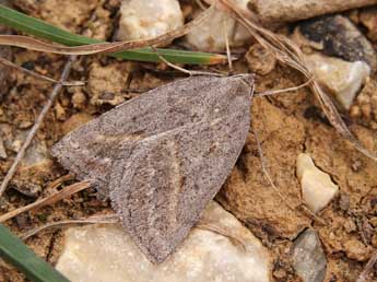 Chemerina caliginearia Rbr adulte - ©Lionel Taurand