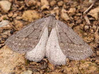 Chemerina caliginearia Rbr adulte - ©Lionel Taurand