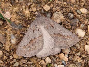 Chemerina caliginearia Rbr adulte - ©Lionel Taurand