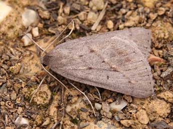 Chemerina caliginearia Rbr adulte - Lionel Taurand