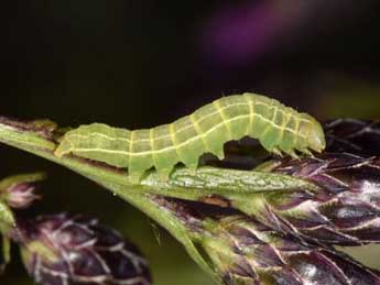  Chenille de Acosmetia caliginosa Hb. - Wolfgang Wagner, www.pyrgus.de