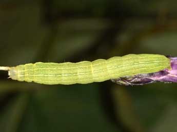  Chenille de Acosmetia caliginosa Hb. - ©Wolfgang Wagner, www.pyrgus.de