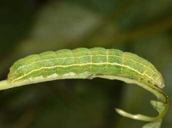  Chenille de Acosmetia caliginosa Hb. - Wolfgang Wagner, www.pyrgus.de