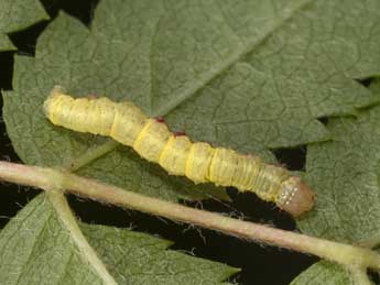  Chenille de Venusia cambrica Curt. - Kimmo Silvonen