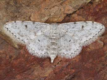 Idaea camparia H.-S. adulte - Heiner Ziegler