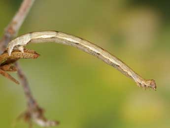  Chenille de Idaea camparia H.-S. - ©Heiner Ziegler