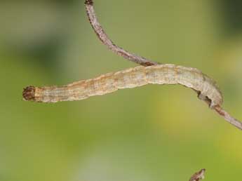  Chenille de Idaea camparia H.-S. - Heiner Ziegler