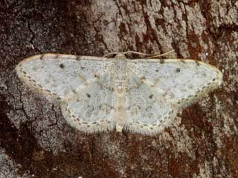 Idaea camparia H.-S. adulte - ©Heiner Ziegler