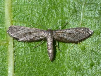 Idaea carvalhoi Hrblt adulte - Stphane Grenier