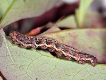  Chenille de Pareulype casearia Const. - Philippe Mothiron