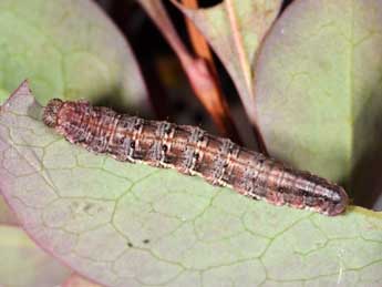  Chenille de Pareulype casearia Const. - ©Philippe Mothiron