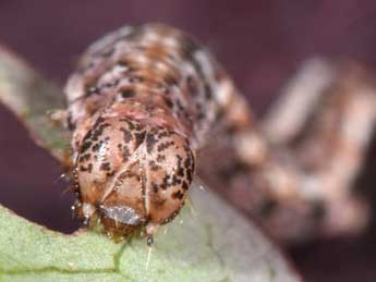  Chenille de Pareulype casearia Const. - ©Philippe Mothiron