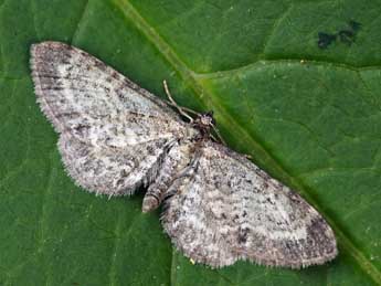 Eupithecia cauchiata Dup. adulte - Daniel Morel