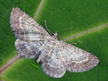 Eupithecia cauchiata Dup. adulte - Daniel Morel