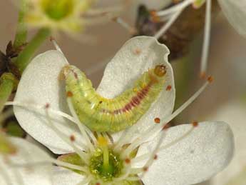  Chenille de Pasiphila chloerata Mab. - ©Jeroen Voogd